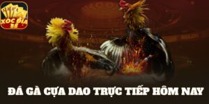 đá gà cựa dao trực tiếp hôm nay