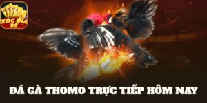 đá gà thomo trực tiếp hôm nay