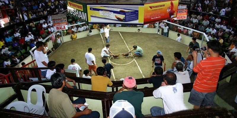 Khái quát thông tin về đá gà Thomo là gì?