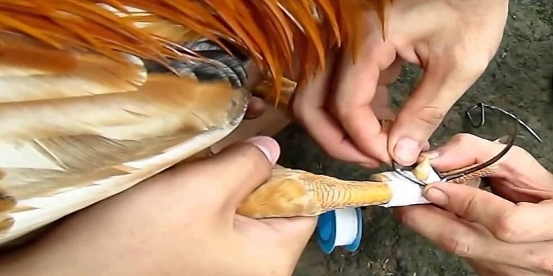 Thi đấu cựa tròn trong đá gà cựa sắt